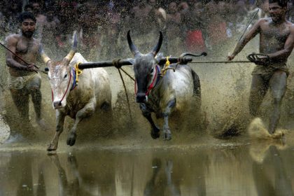 Maramadi-Stier-Rennen