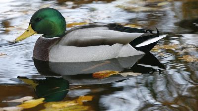 Herbstliche Idylle