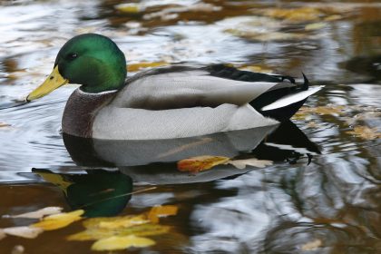 Herbstliche Idylle