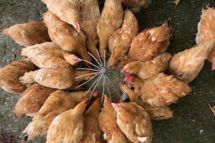 Chinesische Tierärztin packt aus