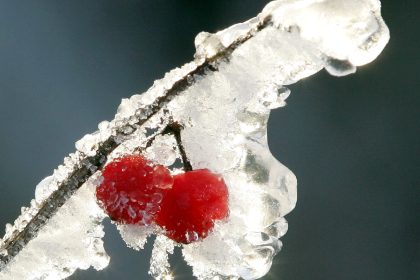 Fruchteis