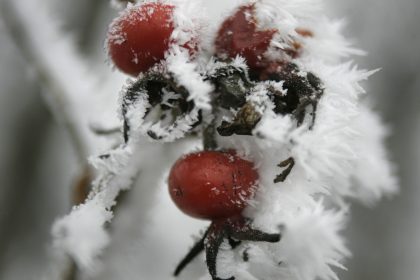 Frostige Früchte
