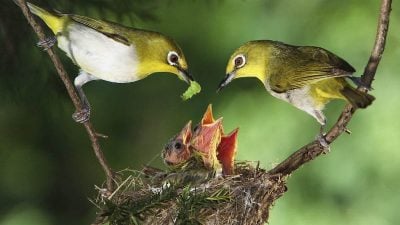 Glückliche Familie