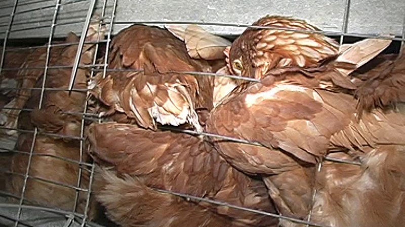 Eier von glücklosen Hühnern