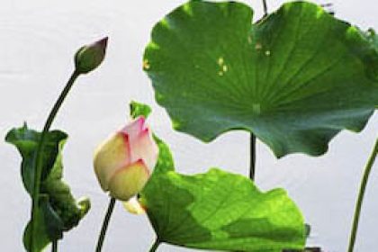 Dem Lotus zuhören