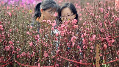 Pfirsichblüten zum Neujahr