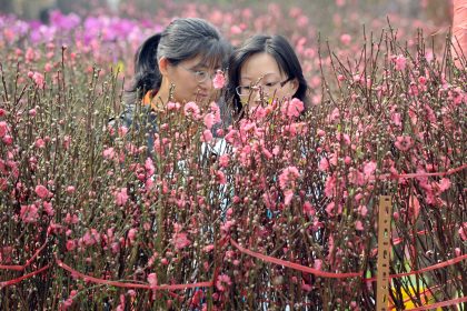 Pfirsichblüten zum Neujahr