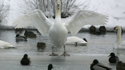 Breite deine Flügel aus …