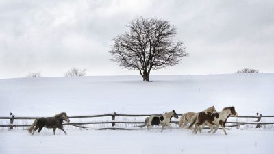 Pferdchen lauf …