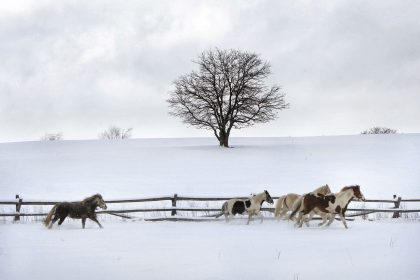 Pferdchen lauf …