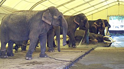 Circus Krone zweifach wegen Tierquälerei verurteilt