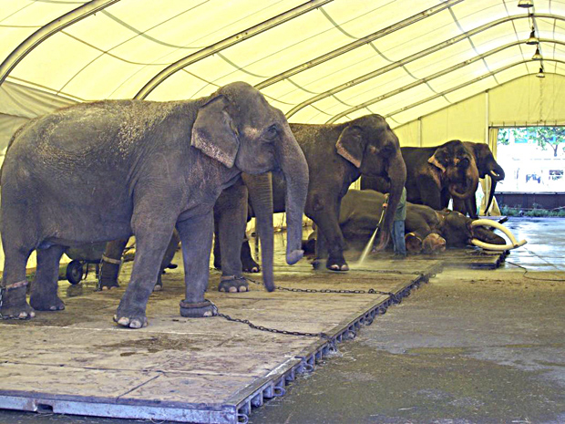 Circus Krone zweifach wegen Tierquälerei verurteilt