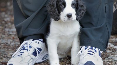 Getreuer Familienhund