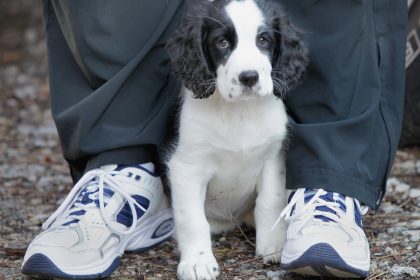 Getreuer Familienhund