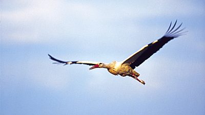 Erster Hamburger Storch aus warmen Gefilden eingetroffen