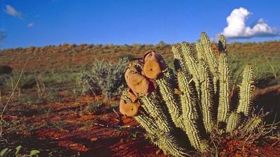 WWF warnt vor Hoodia-Präparaten aus dem Internet