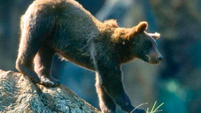 Braunbären in den Alpen packt die Wanderlust