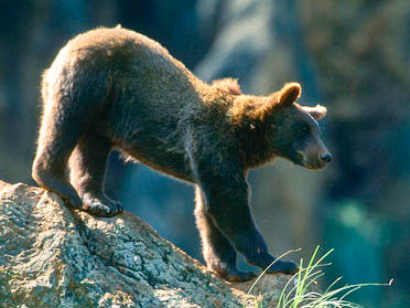 Braunbären in den Alpen packt die Wanderlust