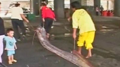 Taiwan Fishermen Catch an “Earthquake Fish”