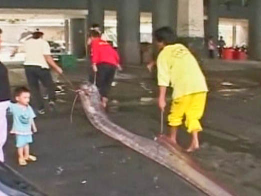 Taiwan Fishermen Catch an “Earthquake Fish”