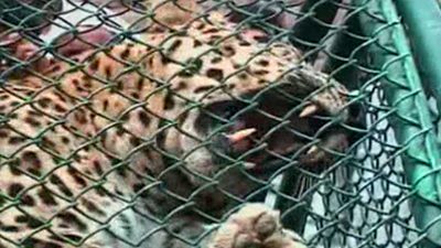 India: Leopard Captured Found in Backyard