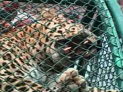 India: Leopard Captured Found in Backyard