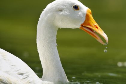 Schwanenleben