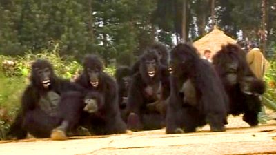 Rare Baby Gorillas Named in Rwanda