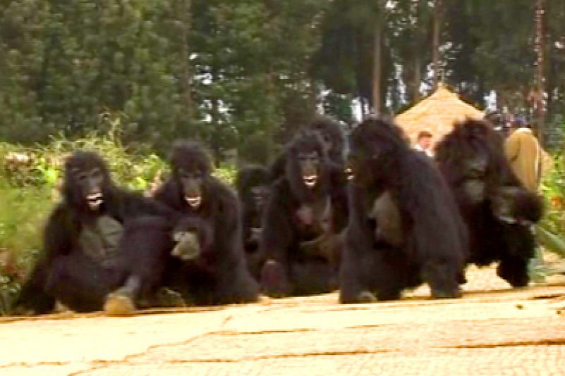 Rare Baby Gorillas Named in Rwanda