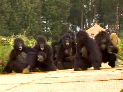 Rare Baby Gorillas Named in Rwanda