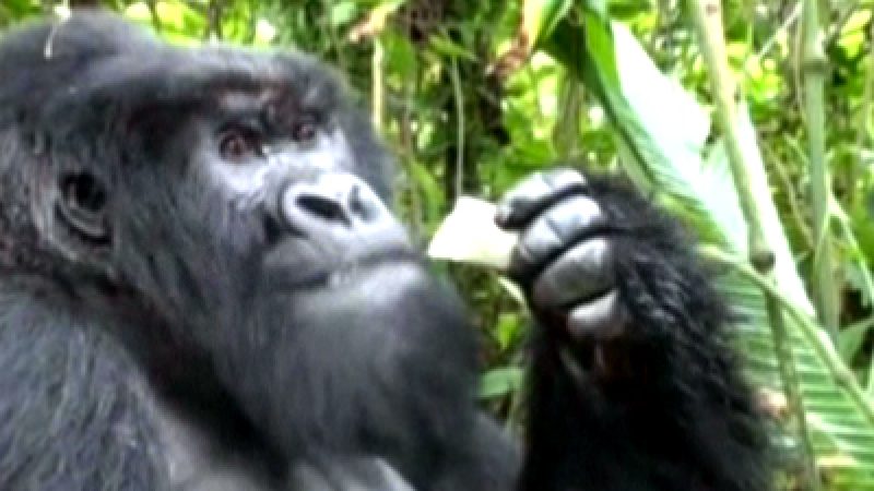 Congo Gorilla Habitat Threatened by Soldiers