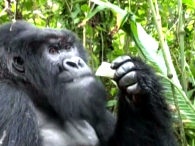 Congo Gorilla Habitat Threatened by Soldiers