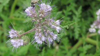 Wenn die Bienen verschwinden …