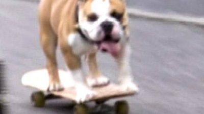 Japan: Tokyo’s Skateboarding Dog