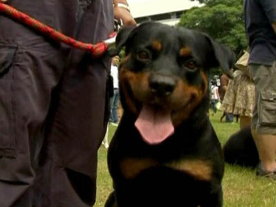 Thailand: Special Police Training for Thai Canines