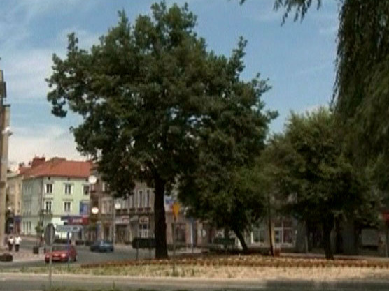 Polen: Hitler’s Tree May Face the Axe