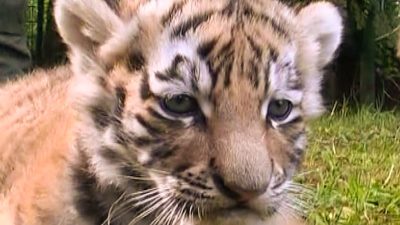 Tiger Quadruplets Born in Germany