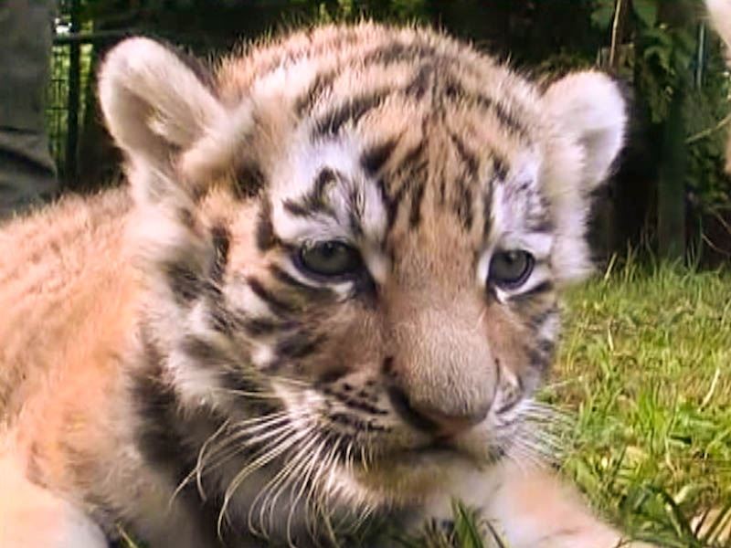 Tiger Quadruplets Born in Germany