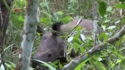 Uganda: First Baby Rhino Born since Two Decades