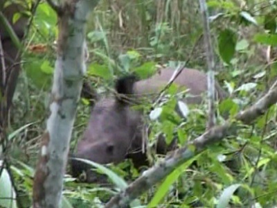 Uganda: First Baby Rhino Born since Two Decades