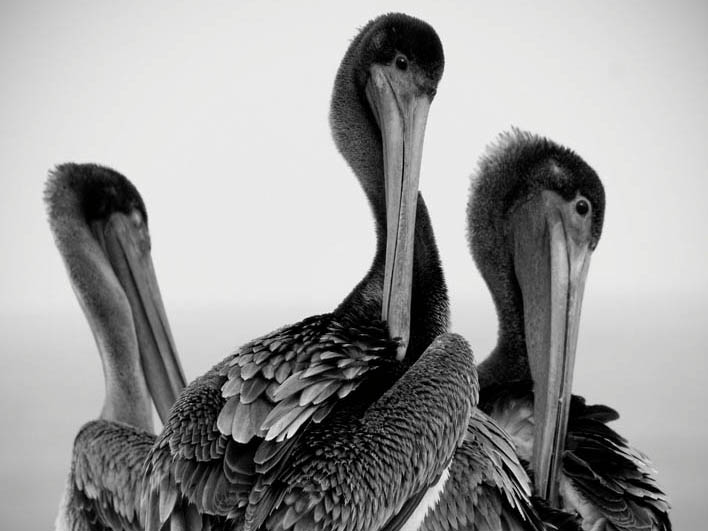 Drei Pelikane