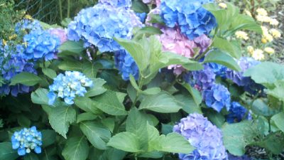 Blaue Hortensie – Von Rainer Maria Rilke