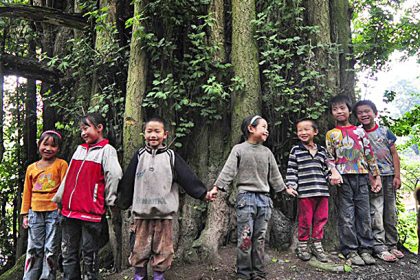 4.000 Jahre alter Ginkgo-Baum in China entdeckt