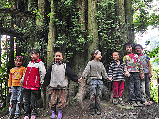 4.000 Jahre alter Ginkgo-Baum in China entdeckt