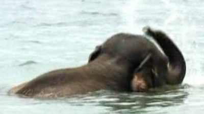 Elephants Vacation at a Japanese Beach