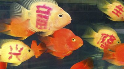 Chinesische Fische bekommen „Glückstatoos“