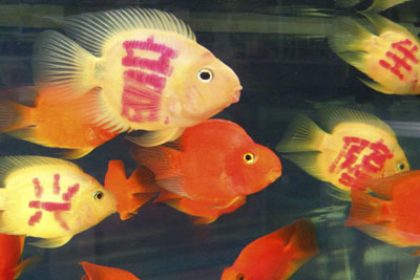 Chinesische Fische bekommen „Glückstatoos“