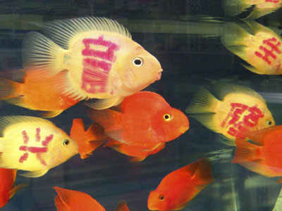 Chinesische Fische bekommen „Glückstatoos“