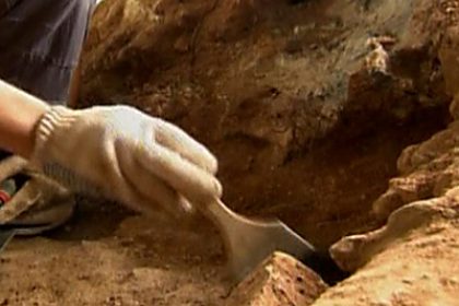 Prehistoric Animal Fossils Unearthed in China