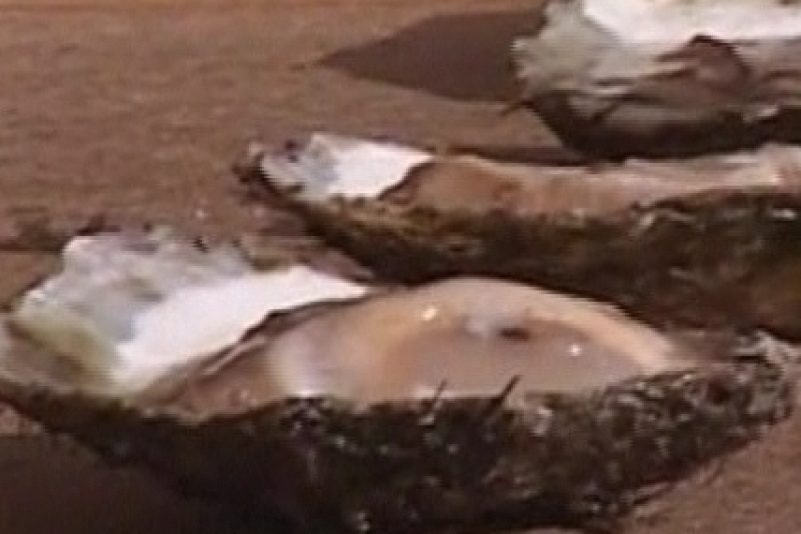 Denmark: Over a Ton of Oysters Down the Hatch